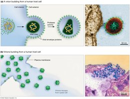 Budding and lysis as viral exit mechanisms
