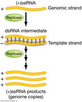 RNA replicase in viral genome replication