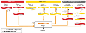 Overview of viral gene expression strategies