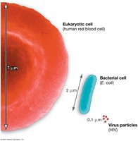 Relative size comparison of eukaryotic cell, bacterial cell, and virus particles