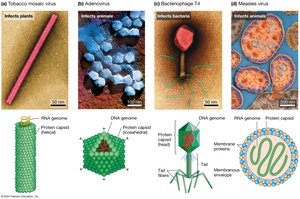 Examples of viral morphology: Tobacco mosaic virus, Adenovirus, Bacteriophage T4, Measles virus