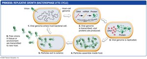 Lytic cycle of a bacteriophage