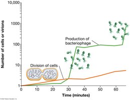 Graph comparing cell division and viral production over time
