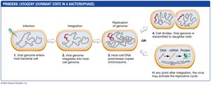 Lysogenic cycle in a bacteriophage