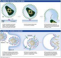 Viral entry mechanisms: fusion and endocytosis