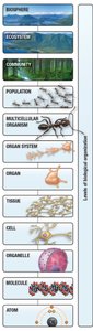 Levels of biological organization from atom to biosphere