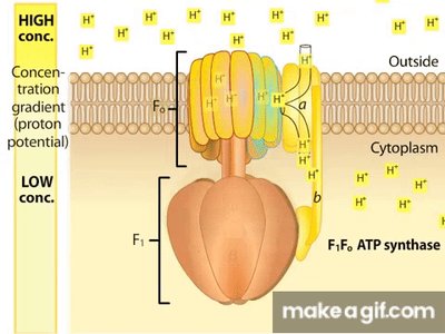 ATP synthase structure and function