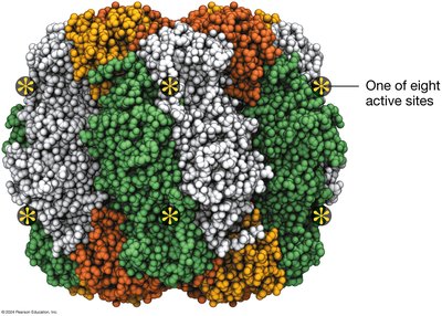 RuBisCO enzyme structure