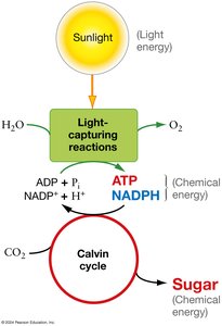 Photosynthesis light reactions and Calvin cycle