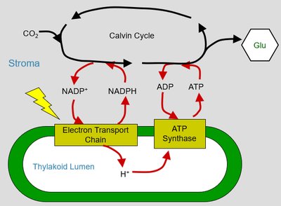 Photosynthesis electron transport and ATP synthesis