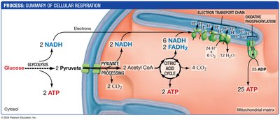 Summary of cellular respiration