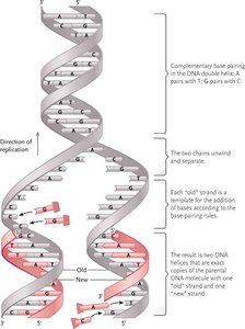 DNA replication: semi-conservative model