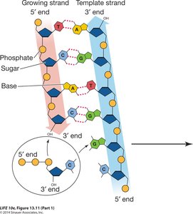 Base pairing and directionality in DNA replication