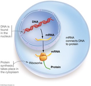 Central dogma: DNA to RNA to protein