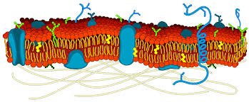 Diagram of the plasma membrane structure