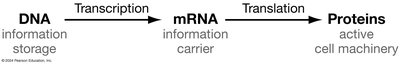 Central dogma: DNA to RNA to protein