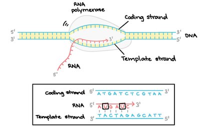 Transcription and translation overview