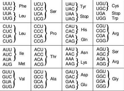 Transcription: DNA to mRNA