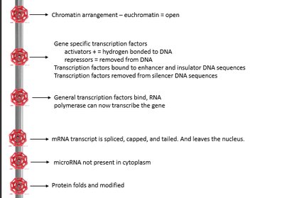Gene expression regulation steps