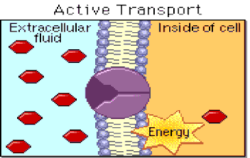 Active transport across a membrane