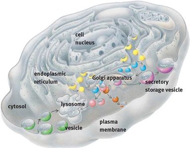 Eukaryotic cell with labeled organelles