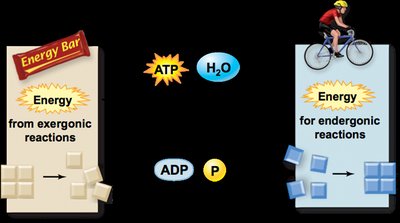 Coupling of exergonic and endergonic reactions via ATP