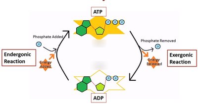 ATP cycle: coupling of endergonic and exergonic reactions