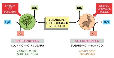 Photosynthesis and cellular respiration overview