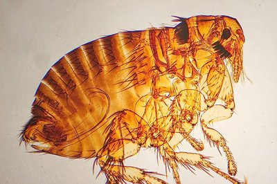 Spilopsyllus cuniculi (rabbit flea)