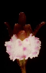 Corallorhiza wisteriana flower