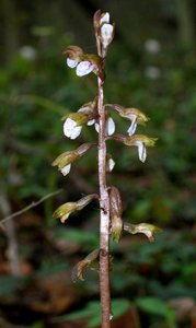 Corallorhiza wisteriana plant
