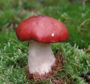 Russulaceae (fungal host)