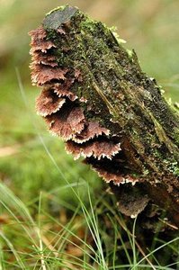 Thelephoraceae (fungal host)