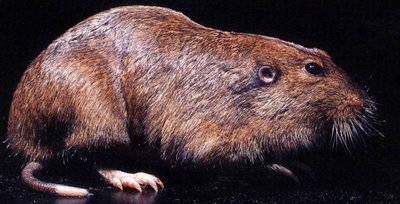 Pocket gopher (host)