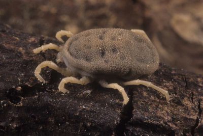 Ornithodoros turicata (tick)