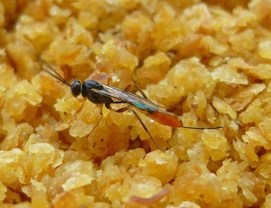 Venturia canescens (parasitoid wasp)