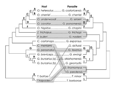 Host-parasite phylogeny with host switching (Brooks et al. 2015)