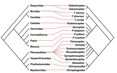 Sarcoptid mite phylogeny and host associations