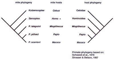Primate-associated Sarcoptid co-speciation