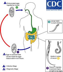 Enterobius life cycle diagram