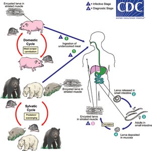 CDC diagram of Trichinella life cycle