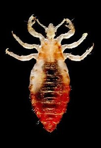 Body louse, vector of typhus
