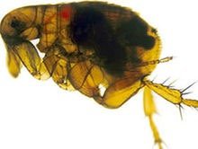 Flea, vector of plague