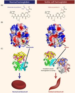 Molecular difference between normal and sickle-cell hemoglobin