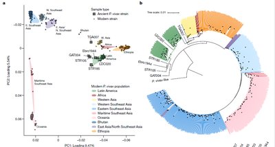 Genetic data on Plasmodium vivax
