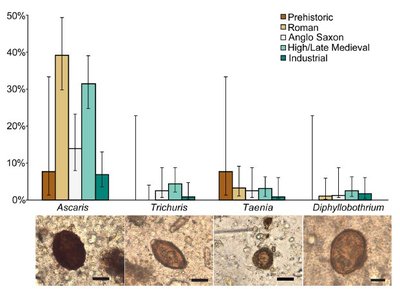 Graph showing prevalence of different worm species over historical periods