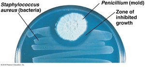 Penicillium mold inhibiting Staphylococcus aureus