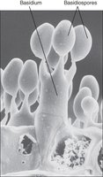 Basidium and basidiospores SEM