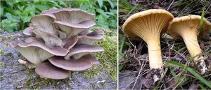Oyster mushrooms and chanterelles