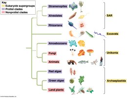Eukaryote supergroups including Fungi